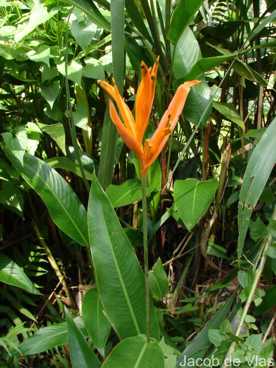 Heliconia psittacorum L.f.